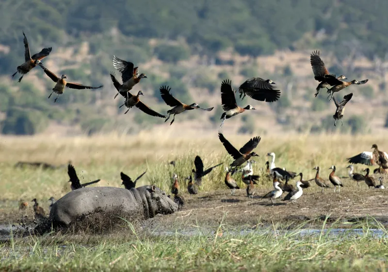 Tablou Canvas, "Hipopotam și păsări în savană africană", Hipopotam, Păsări, Apă, Natură, Zbor, Câmpie, Cer, Animale, Wild, Peisaj, Verde, Habitat, Stufăriș, Dinamică, Grup, Mediu, Viață, Sălbatic, Africa, Ecosistem, 100 x 70 cm – poza 2