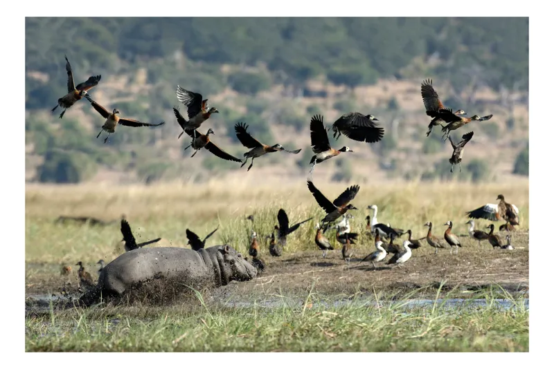 Tablou Canvas, "Hipopotam și păsări în savană africană", Hipopotam, Păsări, Apă, Natură, Zbor, Câmpie, Cer, Animale, Wild, Peisaj, Verde, Habitat, Stufăriș, Dinamică, Grup, Mediu, Viață, Sălbatic, Africa, Ecosistem, 150 x 100 cm