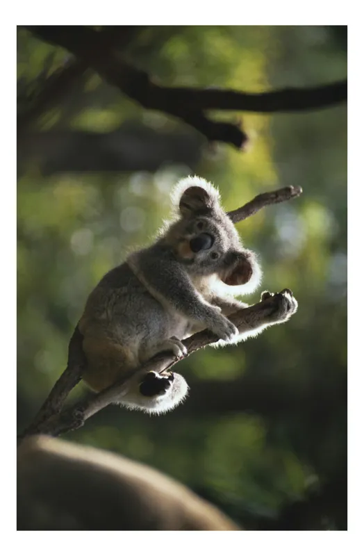 Tablou Canvas, "Koala la odihnă între crengi luminoase", Nu pot să identific sau să recunosc animalele în imagini., 26 x 39 cm