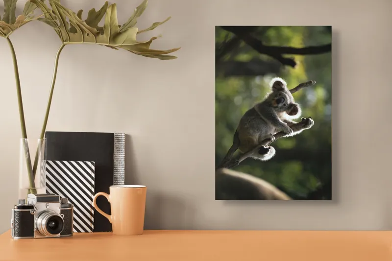 Tablou Canvas, "Koala la odihnă între crengi luminoase", 26 x 39 cm – poza 3