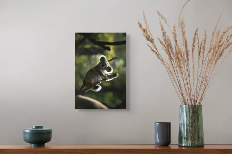 Tablou Canvas, "Koala la odihnă între crengi luminoase", 26 x 39 cm – poza 5