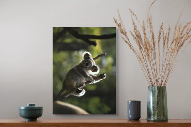 Tablou Canvas, "Koala la odihnă între crengi luminoase", 39 x 54 cm – poza 3