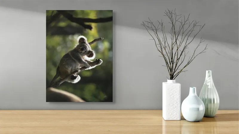 Tablou Canvas, "Koala la odihnă între crengi luminoase", 39 x 54 cm – poza 4