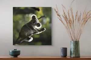 Tablou Canvas, "Koala la odihnă între crengi luminoase", 50 x 50 cm – poza 4