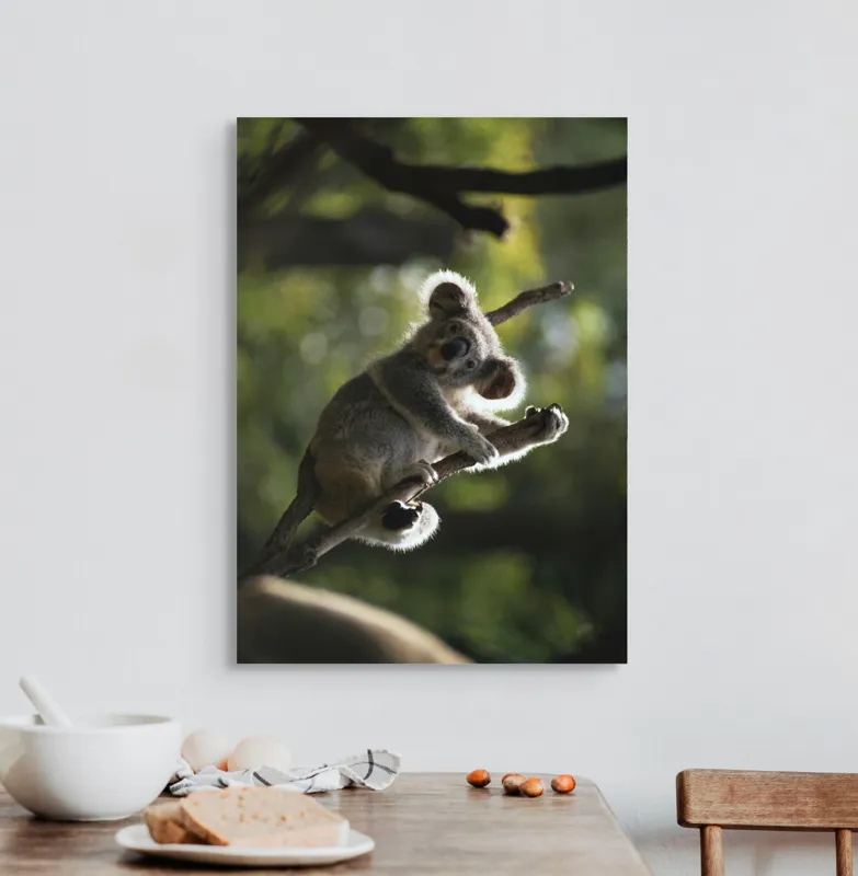 Tablou Canvas, "Koala la odihnă între crengi luminoase", 50 x 70 cm – poza 3
