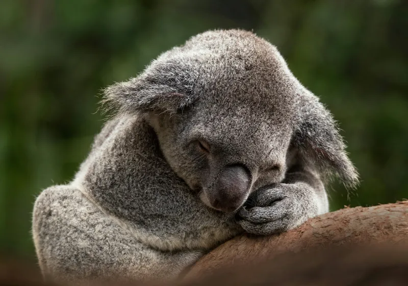 Tablou Canvas, "Koala dormind în îmbrățișarea lemnului", Somn, Liniște, Blândețe, Natură, Mângâiere, Pădure, Relaxare, Blană, 100 x 70 cm – poza 2