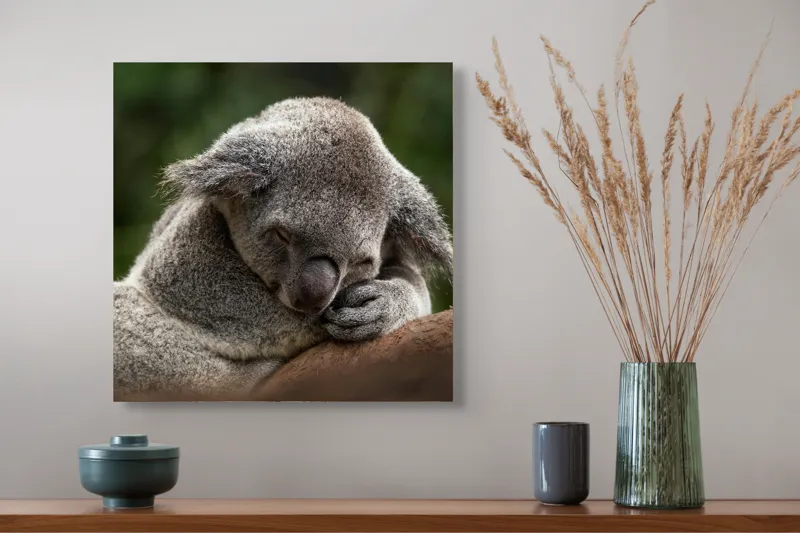 Tablou Canvas, "Koala dormind în îmbrățișarea lemnului", Somn, Liniște, Blândețe, Natură, Mângâiere, Pădure, Relaxare, Blană, 50 x 50 cm – poza 4