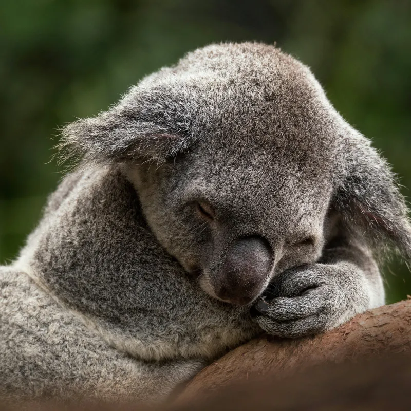 Tablou Canvas, "Koala dormind în îmbrățișarea lemnului", Somn, Liniște, Blândețe, Natură, Mângâiere, Pădure, Relaxare, Blană, 50 x 50 cm – poza 2