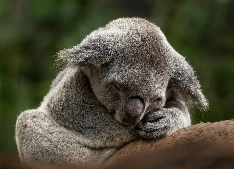 Tablou Canvas, "Koala dormind în îmbrățișarea lemnului", Somn, Liniște, Blândețe, Natură, Mângâiere, Pădure, Relaxare, Blană, 54 x 39 cm – poza 2