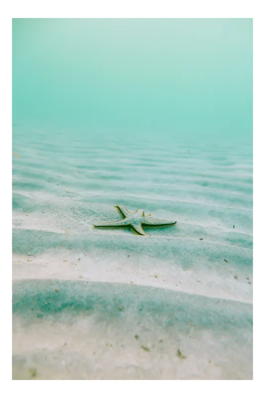 Tablou Canvas, "Stea singuratică pe nisip subacvatic", Stea, Ocean, Nisip, Calm, Verde, Liniște, Subacvatic, Solitar, Tranquilitate, Natură, 39 x 54 cm