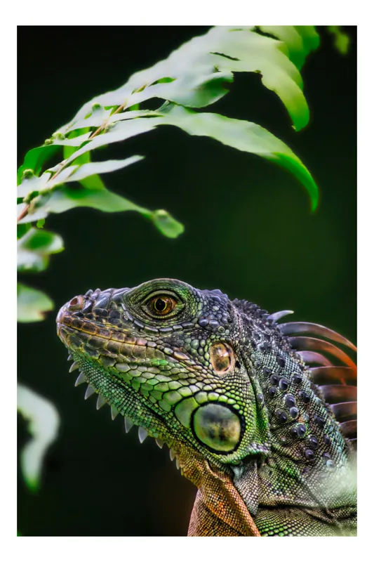 Tablou Canvas, "Iguana sub frunze de ferigă", Șopârlă, Frunze, Verde, Textură, Reptilă, Natură, Detaliu, Contrast, Ochi, Solzi, 50 x 50 cm