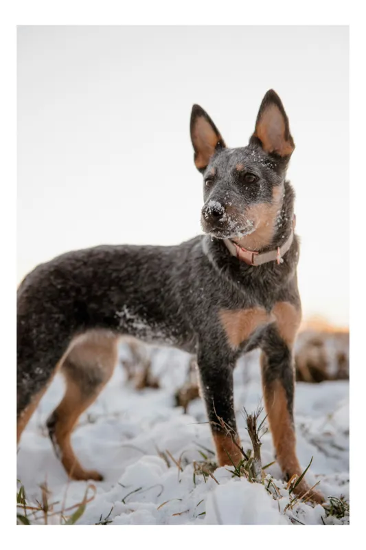 Tablou Canvas, "Câine alert în zăpadă albă", Câine, Zăpadă, Urechile-Drepte, Bot-Inzapezit, Guler-Roz, Privește-În-Zare, Blană-Multicoloră, 50 x 50 cm