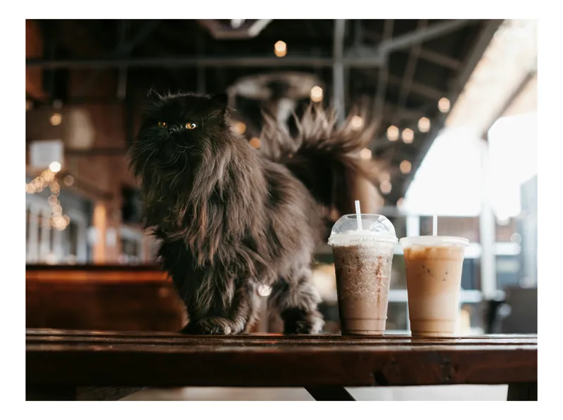 Tablou Canvas, "Pisică imperială și răsfățul cafelei", Pisică, Neagră, Blană, Cafea, Răcoritoare, Lemn, Interior, Iluminare, Elegantă, Mustăți, 54 x 39 cm