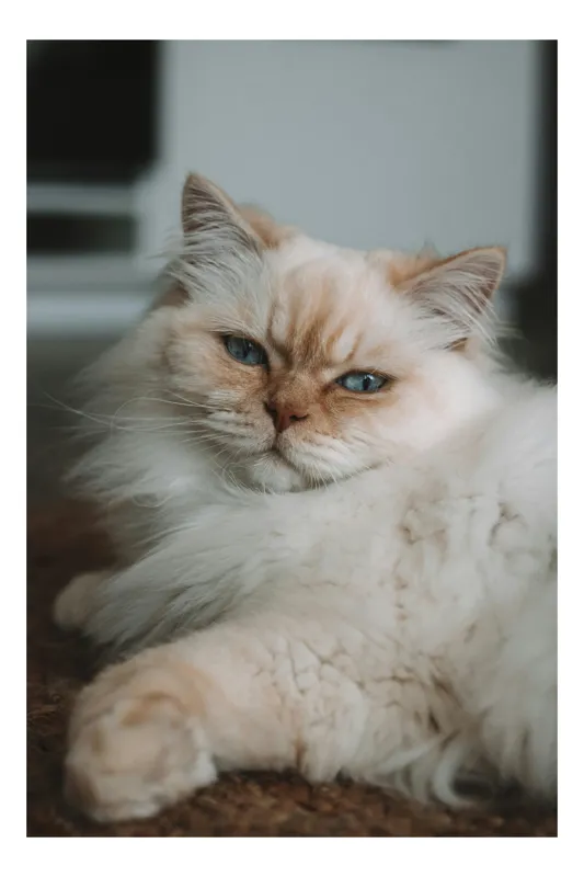 Tablou Canvas, "Privirea regală a motanului pufos", Pisică, Blană, Albastru, Ochi, Odihnă, Drăgălaș, Fluffy, Relaxare, Calm, Fotogenică, 39 x 54 cm