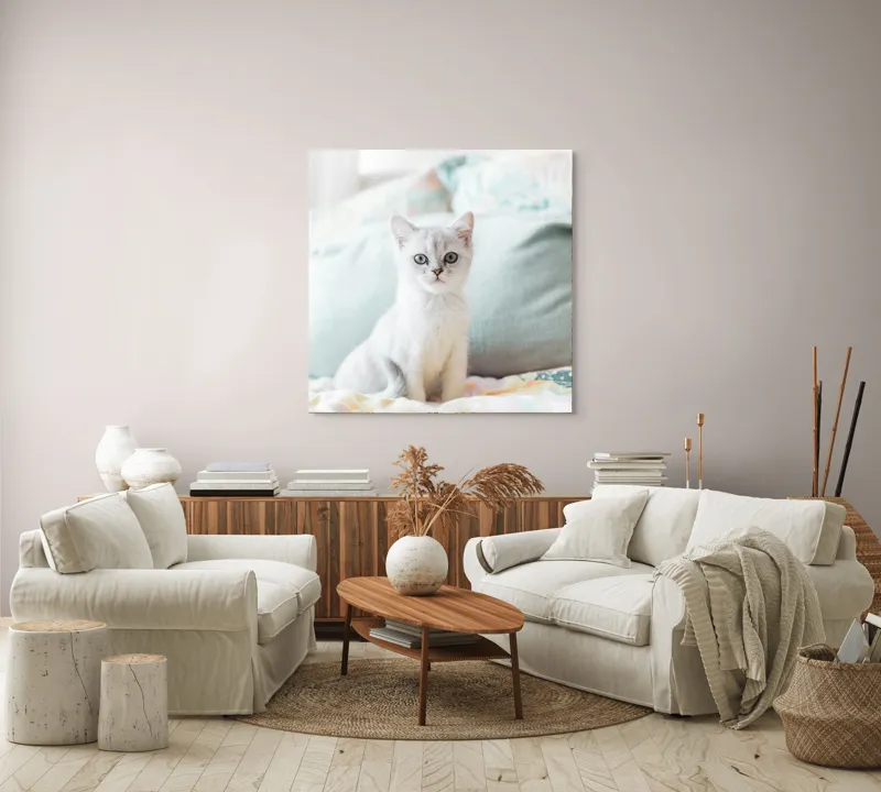 Tablou Canvas, "Pisoi curios pe pat colorat", Pisică, Blană, Gri, Pernă, Privire, Delicatețe, Blândețe, Somn, Lumină, 100 x 100 cm – poza 3