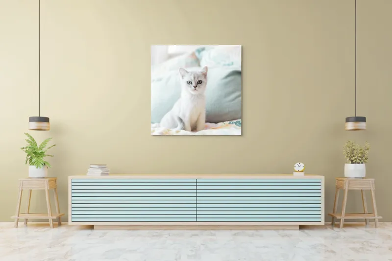 Tablou Canvas, "Pisoi curios pe pat colorat", Pisică, Blană, Gri, Pernă, Privire, Delicatețe, Blândețe, Somn, Lumină, 100 x 100 cm – poza 5