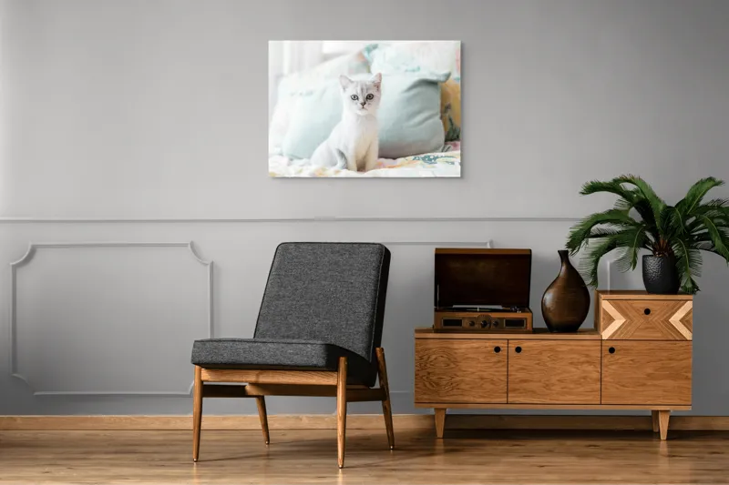 Tablou Canvas, "Pisoi curios pe pat colorat", Pisică, Blană, Gri, Pernă, Privire, Delicatețe, Blândețe, Somn, Lumină, 100 x 70 cm – poza 8