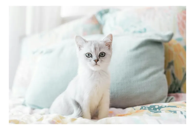 Tablou Canvas, "Pisoi curios pe pat colorat", Pisică, Blană, Gri, Pernă, Privire, Delicatețe, Blândețe, Somn, Lumină, 90 x 50 cm