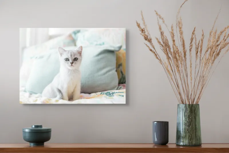 Tablou Canvas, "Pisoi curios pe pat colorat", Pisică, Blană, Gri, Pernă, Privire, Delicatețe, Blândețe, Somn, Lumină, 54 x 39 cm – poza 4
