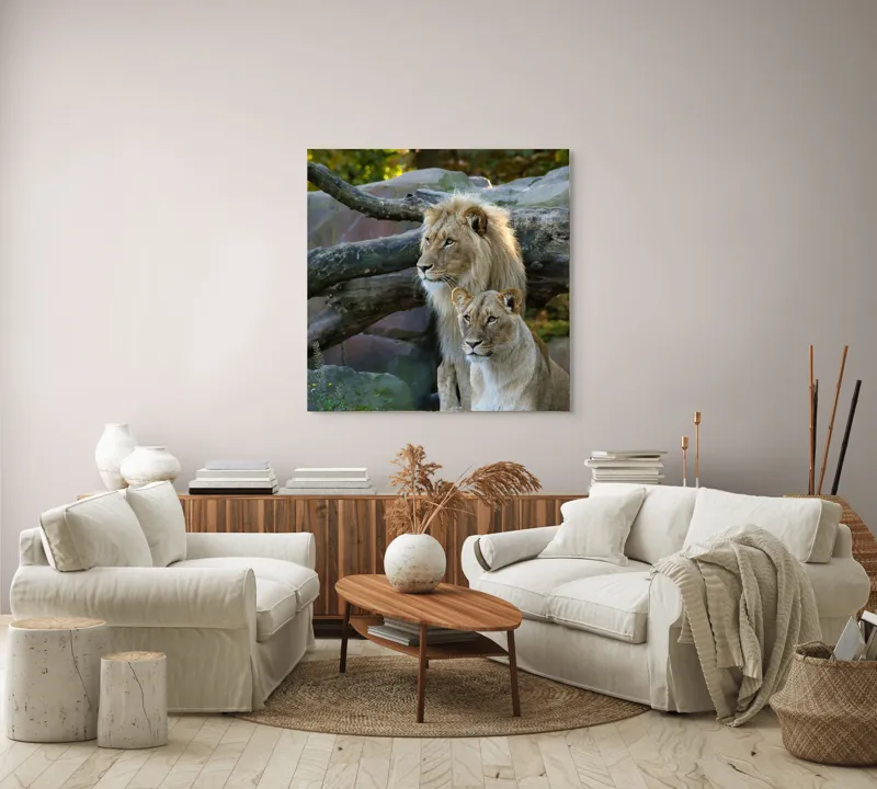 Tablou Canvas, "Regele pădurii și regina savanei", Nu pot identifica persoane din imagini, dar pot spune că sunt doi lei într-un mediu natural, posibil într-un habitat de zoo sau sălbatic., 100 x 100 cm – poza 3