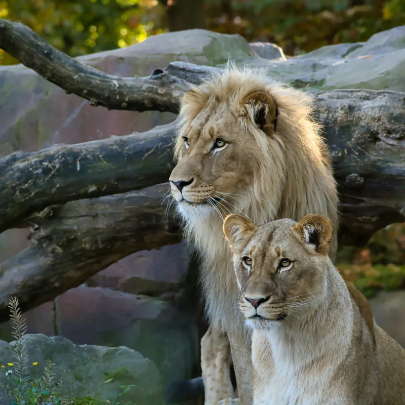 Tablou Canvas, "Regele pădurii și regina savanei", Nu pot identifica persoane din imagini, dar pot spune că sunt doi lei într-un mediu natural, posibil într-un habitat de zoo sau sălbatic., 100 x 100 cm – poza 2