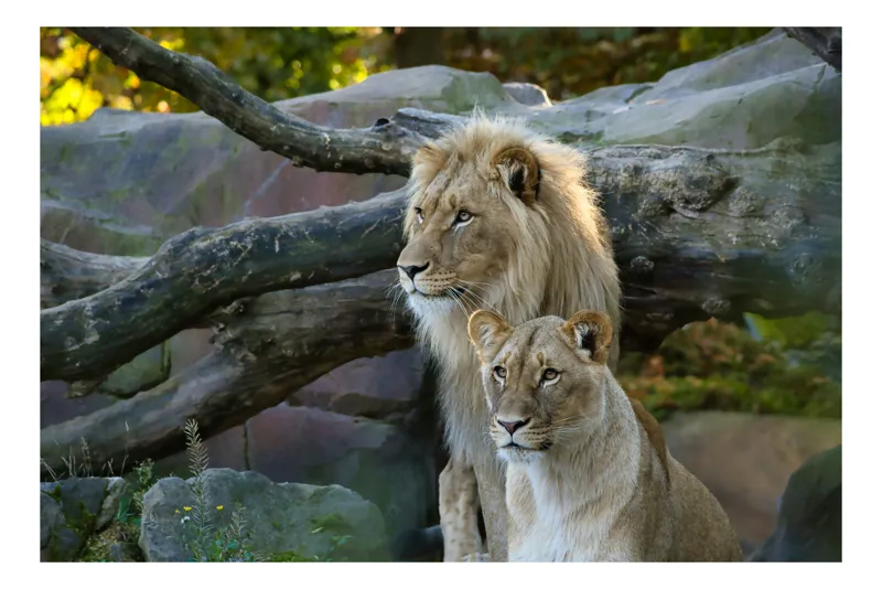 Tablou Canvas, "Regele pădurii și regina savanei", Nu pot identifica persoane din imagini, dar pot spune că sunt doi lei într-un mediu natural, posibil într-un habitat de zoo sau sălbatic., 54 x 39 cm