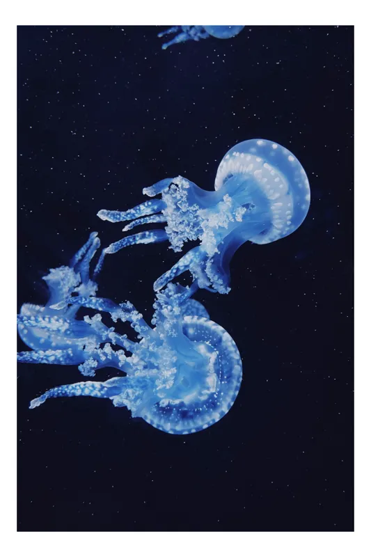 Tablou Canvas, "Meduze dansând în oceanul albastru", Meduze, Albastru, Ocean, Grație, Luminiscență, Frumusețe, Acvatic, Mișcare, Eleganță, Fragilitate, 100 x 150 cm