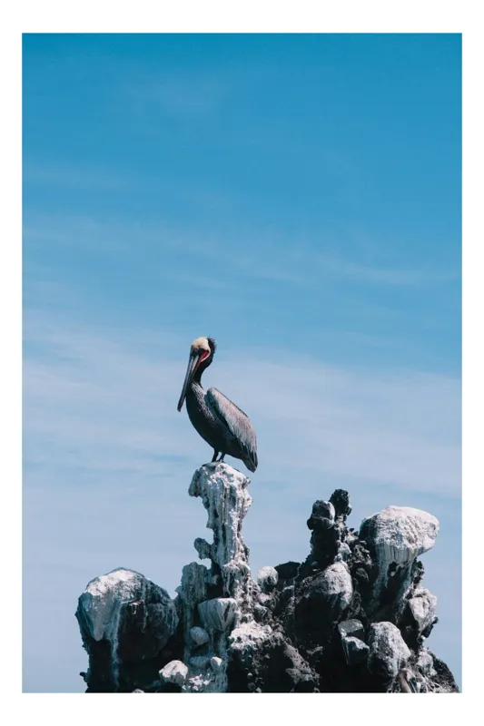 Tablou Canvas, "Pelicani singuratic pe stânci calcaroase", Pasăre, Pelican, Cer, Rocă, Albastru, Natura, Solitudine, Înalt, Elegant, Nepăsător, 39 x 54 cm