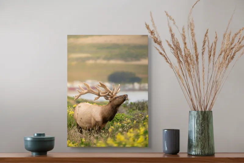 Tablou Canvas, "Cerbul printre flori galbene de câmp", Cerb, Peisaj, Natură, Flori, Verdeață, Apus, Cer Albastru, Dealuri, Serenitate, Majestuos, 39 x 54 cm – poza 3