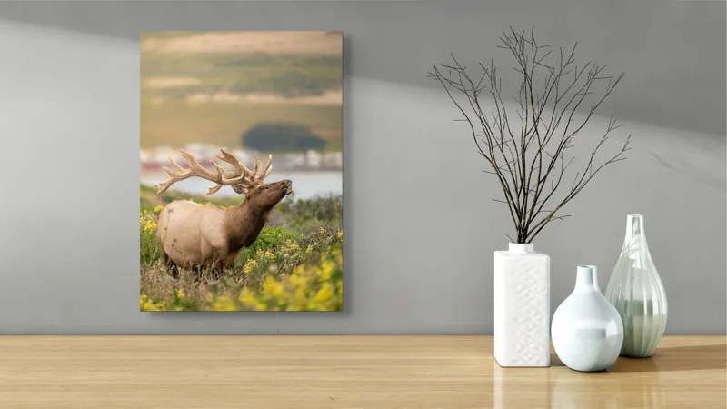 Tablou Canvas, "Cerbul printre flori galbene de câmp", Cerb, Peisaj, Natură, Flori, Verdeață, Apus, Cer Albastru, Dealuri, Serenitate, Majestuos, 39 x 54 cm – poza 4