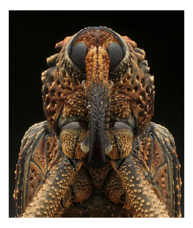 Tablou Canvas, "Străjerul cu armură punctată", Insectă, Detaliu, Texturi, Ochi, Maro, Puncte, Antene, Complexitate, Natură, Macro., 50 x 90 cm