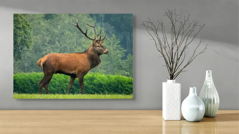 Tablou Canvas, "Cerbul impunător în lumina dimineții", Cerb, Majestic, Pădure, Natura, Verdeață, Coarne., 70 x 50 cm – poza 3