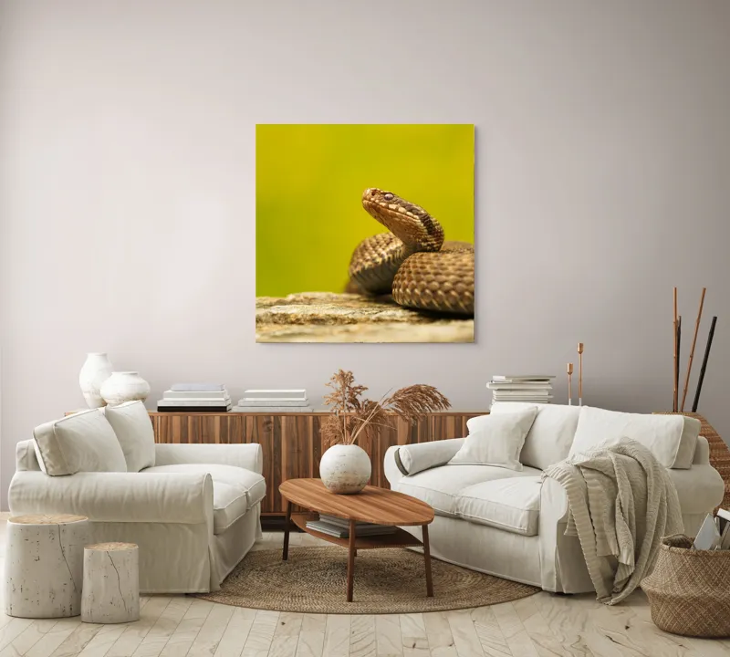 Tablou Canvas, "Șarpe pe piatră sub cer senin", Șarpe, Viperă, Solzi, Ochi, Natură, Pietre, Culoare, Peisaj, 100 x 100 cm – poza 3