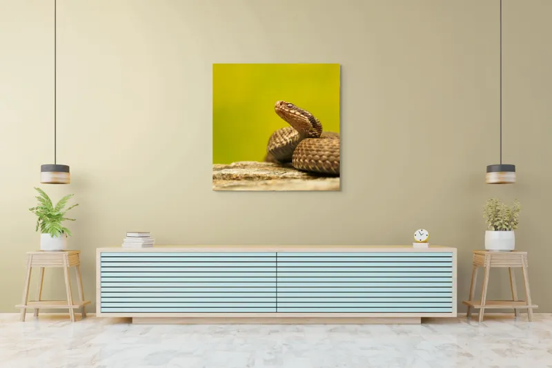 Tablou Canvas, "Șarpe pe piatră sub cer senin", Șarpe, Viperă, Solzi, Ochi, Natură, Pietre, Culoare, Peisaj, 100 x 100 cm – poza 5