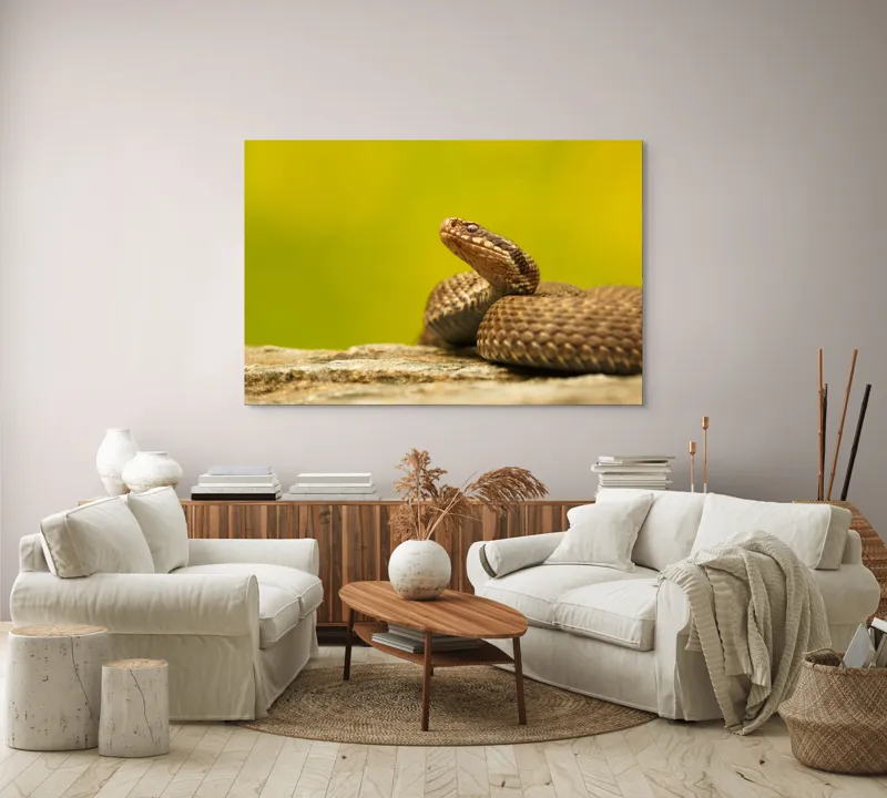 Tablou Canvas, "Șarpe pe piatră sub cer senin", Șarpe, Viperă, Solzi, Ochi, Natură, Pietre, Culoare, Peisaj, 150 x 100 cm – poza 3
