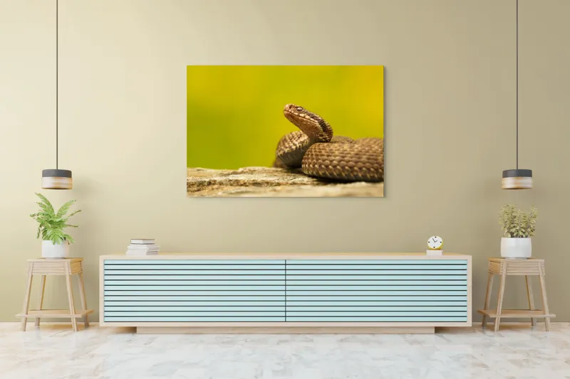 Tablou Canvas, "Șarpe pe piatră sub cer senin", Șarpe, Viperă, Solzi, Ochi, Natură, Pietre, Culoare, Peisaj, 150 x 100 cm – poza 6