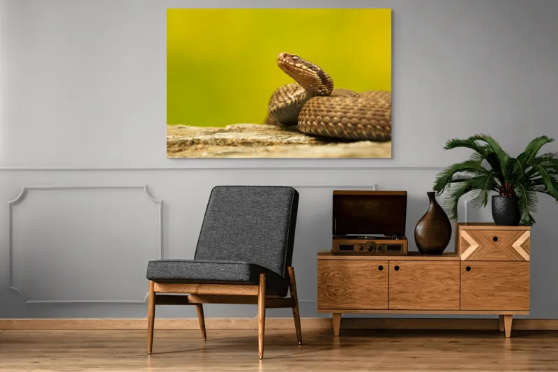 Tablou Canvas, "Șarpe pe piatră sub cer senin", Șarpe, Viperă, Solzi, Ochi, Natură, Pietre, Culoare, Peisaj, 150 x 100 cm – poza 8