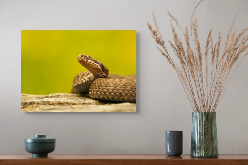 Tablou Canvas, "Șarpe pe piatră sub cer senin", Șarpe, Viperă, Solzi, Ochi, Natură, Pietre, Culoare, Peisaj, 54 x 39 cm – poza 4