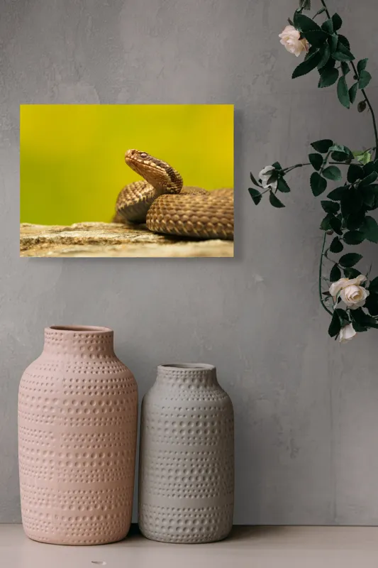 Tablou Canvas, "Șarpe pe piatră sub cer senin", Șarpe, Viperă, Solzi, Ochi, Natură, Pietre, Culoare, Peisaj, 54 x 39 cm – poza 8