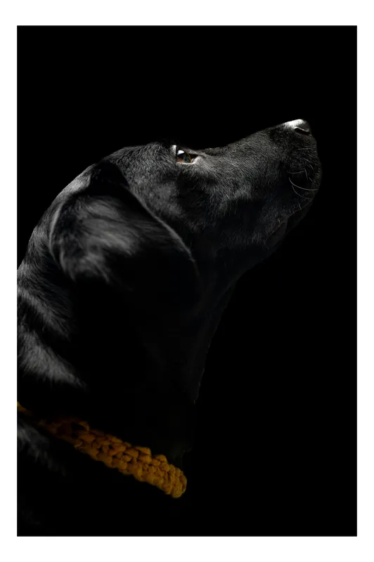 Tablou Canvas, "Câinele întunecat în lumină subtilă", Negru, Lucios, Guler, Eleganță, Profil, Mister, Calm, Textură, 50 x 50 cm