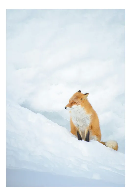 Tablou Canvas, "Vulpe singuratică în zăpadă albă", Fox, Snow, Solitude, Peaceful, Winter, White, Calm, Nature, 50 x 90 cm