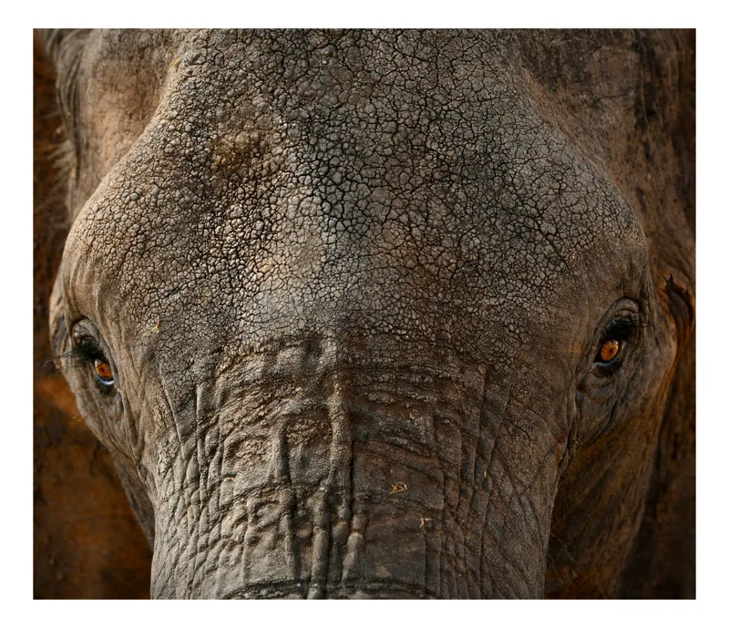 Tablou Canvas, "Privirea impunătoare a elefantului bătrân", Elefant, Urechi, Textura, Ochi, Piele, Detaliu, Rugozitate, Impresionant, 54 x 39 cm