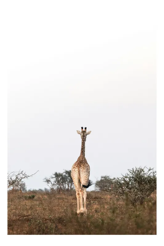 Tablou Canvas, "Girafa singuratică pe savana africană", Giraffe, Solitude, Savannah, Horizon, Serenity, Nature, 100 x 150 cm