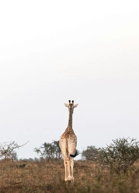 Tablou Canvas, "Girafa singuratică pe savana africană", Giraffe, Solitude, Savannah, Horizon, Serenity, Nature, 39 x 54 cm – poza 2