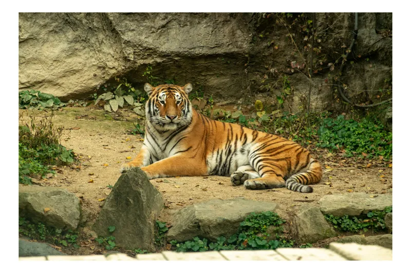 Tablou Canvas, "Tigrul stăpân al junglei verzi", Tigru, Relaxează, Privire, Pământ, Stânci, Vegetație, Blană, Marcat, Împăcare., 54 x 39 cm