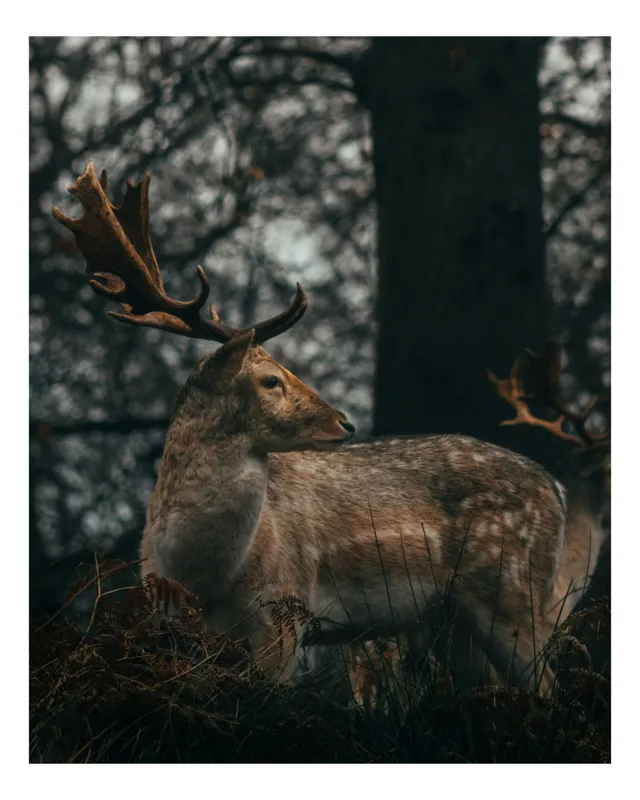 Tablou Canvas, "Cerbul regal în pădurea întunecată", Majestuos, Nobil, Singuratic, Natural, Elegant, Pădure, Siluetă, Întunecat, Antler, Calm, 100 x 150 cm
