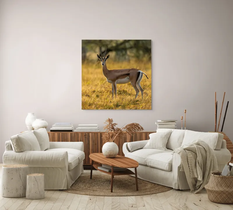 Tablou Canvas, "Gazela în lumina apusului african", Gazelă, Serenitate, Natură, Peisaj, Sălbăticie, Soare, Câmpie, Grație, Eleganță, Privire., 100 x 100 cm – poza 3