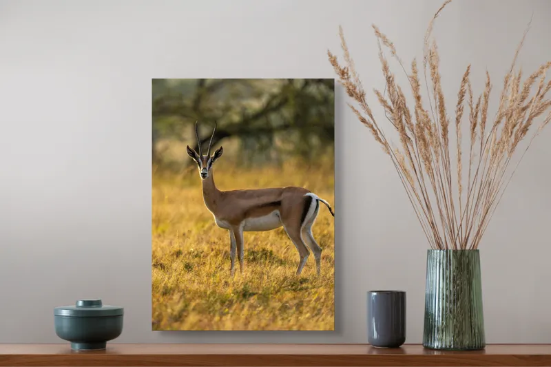 Tablou Canvas, "Gazela în lumina apusului african", Gazelă, Serenitate, Natură, Peisaj, Sălbăticie, Soare, Câmpie, Grație, Eleganță, Privire., 39 x 54 cm – poza 3