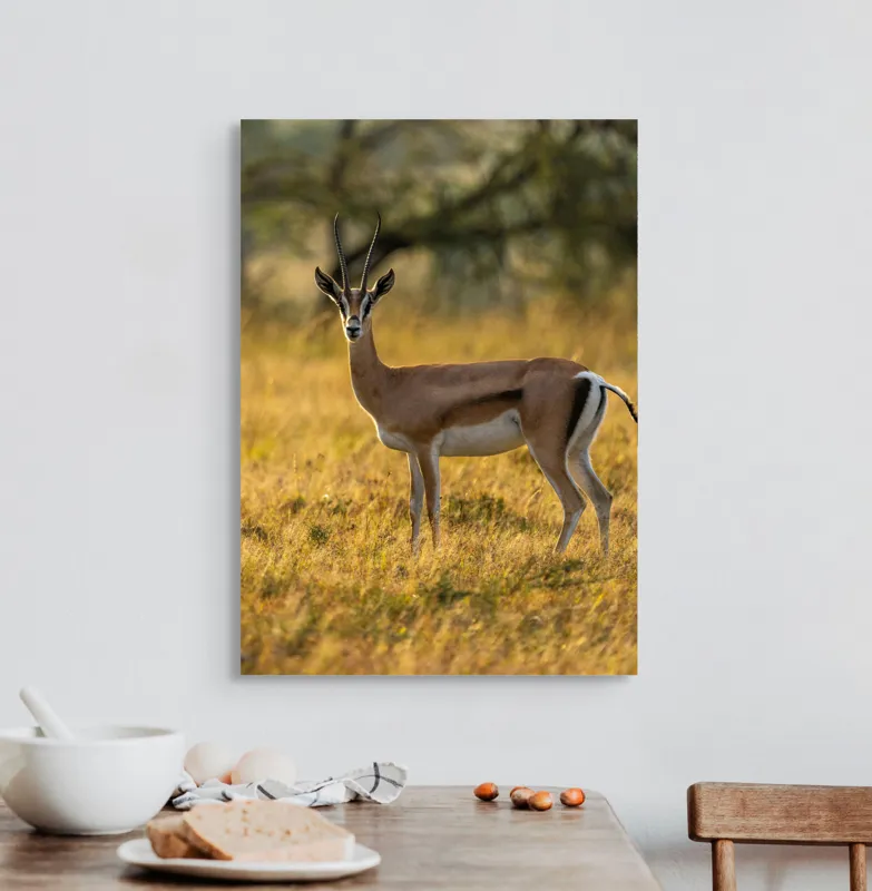 Tablou Canvas, "Gazela în lumina apusului african", Gazelă, Serenitate, Natură, Peisaj, Sălbăticie, Soare, Câmpie, Grație, Eleganță, Privire., 50 x 70 cm – poza 3