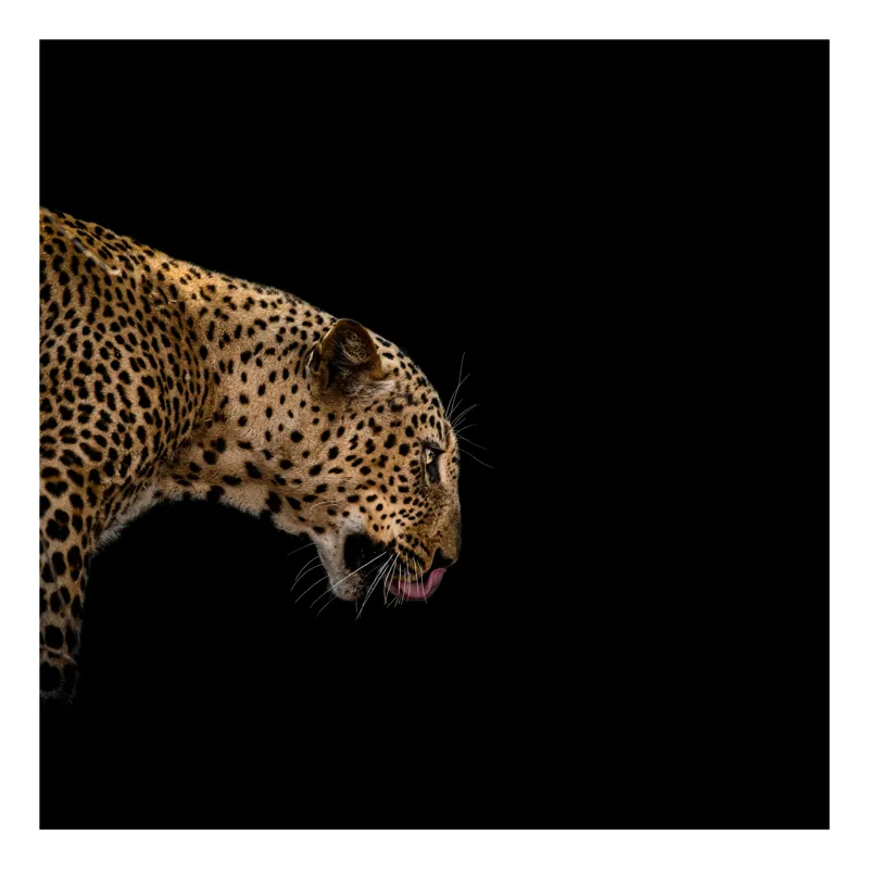 Tablou Canvas, "Leopard în întunericul nopții africane", Panteră, Eleganță, Concentrare, Contrast, Mistic, Grație, Agilitate, Puncte, 70 x 100 cm